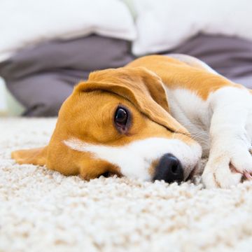 Hund auf Teppichboden